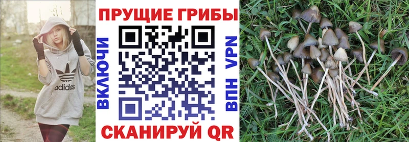 Галлюциногенные грибы мицелий  blacksprut рабочий сайт  Чернушка  как найти закладки 
