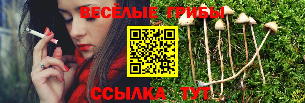 Псилоцибиновые грибы Psilocybe Чернушка